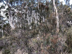 Allocasuarina monilifera