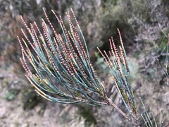 Allocasuarina monilifera