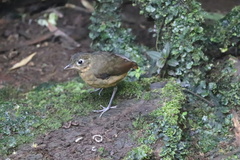 Grallaria haplonota