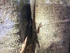 Anolis sagrei