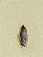 Depressaria daucella