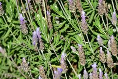 Lavandula dentata