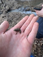 Lithobates sylvaticus