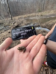 Lithobates sylvaticus