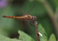 Trithemis