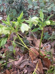 Helleborus