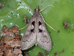 Mecyna asinalis