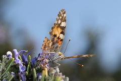 Vanessa cardui