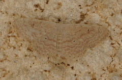Idaea consanguinaria