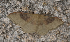 Idaea degeneraria