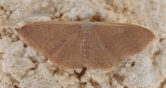 Idaea distinctaria
