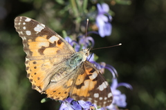 Vanessa cardui