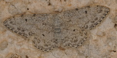 Idaea camparia