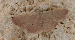Idaea distinctaria