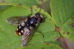 Sericomyia lata