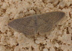 Idaea distinctaria