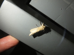 Phragmataecia castaneae