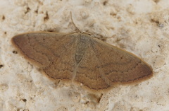 Idaea distinctaria