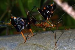 Diactor bilineatus