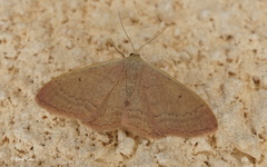 Idaea distinctaria