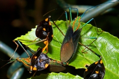 Diactor bilineatus
