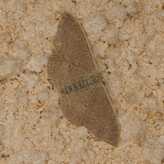 Idaea distinctaria