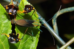 Diactor bilineatus