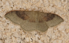 Idaea degeneraria