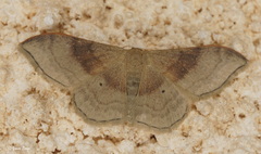 Idaea degeneraria