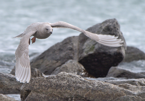Iceland Gull｜冰岛鸥 参考照片
