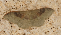 Idaea degeneraria