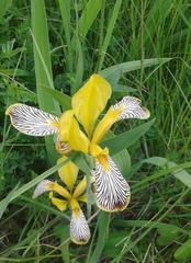Iris variegata