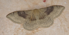Idaea degeneraria
