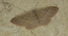 Idaea distinctaria