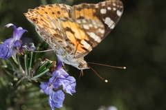Vanessa cardui