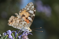 Vanessa cardui