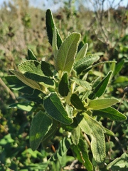 Phlomis purpurea