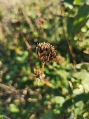 Phlomis purpurea