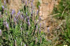 Lavandula dentata
