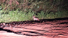Sylvilagus brasiliensis