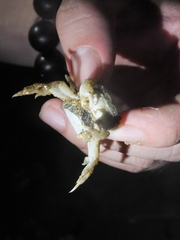 Hemigrapsus