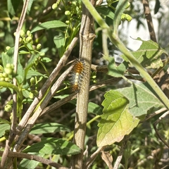 Actinote pellenea