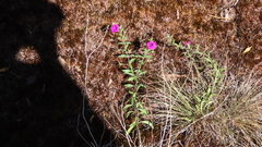Petunia integrifolia