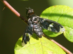 Exoprosopa decora