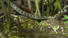 Rhabdophis tigrinus tigrinus
