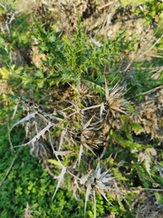 Ptilostemon hispanicus