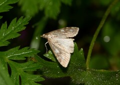 Udea olivalis