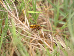 Dolichogyna chilensis