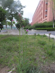 Carduus crispus