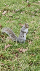 Sciurus carolinensis